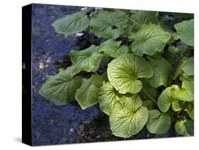 Japanese Horseradish Plant (Wasabi), Growing at the Daio Wasabi Farm in Hotaka, Nagano, Japan-null-Stretched Canvas