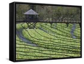 Japanese Horseradish Plants (Wasabi), Growing at the Daio Wasabi Farm in Hotaka, Nagano, Japan-null-Framed Stretched Canvas