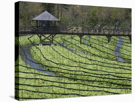 Japanese Horseradish Plants (Wasabi), Growing at the Daio Wasabi Farm in Hotaka, Nagano, Japan-null-Stretched Canvas