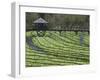 Japanese Horseradish Plants (Wasabi), Growing at the Daio Wasabi Farm in Hotaka, Nagano, Japan-null-Framed Photographic Print