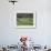 Japanese Horseradish Plants (Wasabi), Growing at the Daio Wasabi Farm in Hotaka, Nagano, Japan-null-Framed Photographic Print displayed on a wall