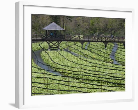 Japanese Horseradish Plants (Wasabi), Growing at the Daio Wasabi Farm in Hotaka, Nagano, Japan-null-Framed Photographic Print