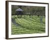 Japanese Horseradish Plants (Wasabi), Growing at the Daio Wasabi Farm in Hotaka, Nagano, Japan-null-Framed Photographic Print