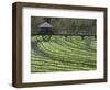 Japanese Horseradish Plants (Wasabi), Growing at the Daio Wasabi Farm in Hotaka, Nagano, Japan-null-Framed Photographic Print