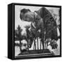 Japanese Horticulturist Kan Yashiroda Tending to a Bonsai Tree-Gordon Parks-Framed Stretched Canvas