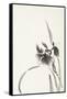 Japanese Iris I-Chris Paschke-Framed Stretched Canvas