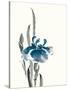 Japanese Iris II Crop Indigo-Chris Paschke-Stretched Canvas