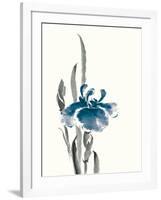 Japanese Iris II Crop Indigo-Chris Paschke-Framed Art Print