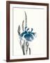 Japanese Iris II Crop Indigo-Chris Paschke-Framed Art Print