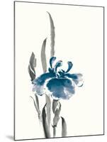 Japanese Iris II Crop Indigo-Chris Paschke-Mounted Art Print