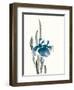 Japanese Iris II Crop Indigo-Chris Paschke-Framed Art Print