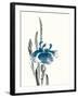 Japanese Iris II Crop Indigo-Chris Paschke-Framed Art Print