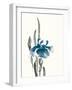 Japanese Iris II Crop Indigo-Chris Paschke-Framed Art Print