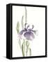 Japanese Iris II Purple Crop-Chris Paschke-Framed Stretched Canvas