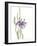 Japanese Iris II Purple Crop-Chris Paschke-Framed Art Print