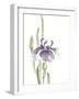 Japanese Iris II Purple Crop-Chris Paschke-Framed Art Print