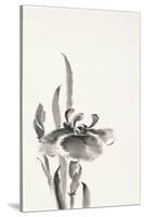 Japanese Iris II-Chris Paschke-Stretched Canvas