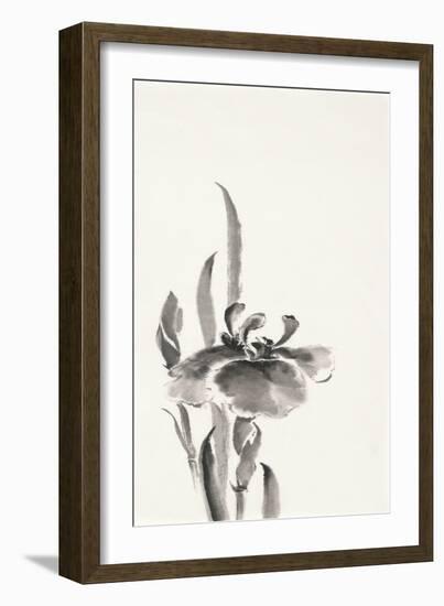 Japanese Iris II-Chris Paschke-Framed Art Print