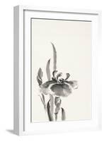 Japanese Iris II-Chris Paschke-Framed Art Print
