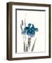 Japanese Iris III Crop Indigo-Chris Paschke-Framed Art Print