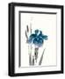 Japanese Iris III Crop Indigo-Chris Paschke-Framed Art Print