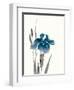 Japanese Iris III Crop Indigo-Chris Paschke-Framed Art Print