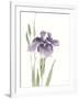 Japanese Iris III Purple Crop-Chris Paschke-Framed Art Print