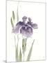 Japanese Iris III Purple Crop-Chris Paschke-Mounted Art Print