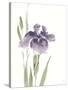 Japanese Iris III Purple Crop-Chris Paschke-Stretched Canvas