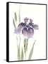 Japanese Iris III Purple Crop-Chris Paschke-Framed Stretched Canvas