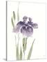 Japanese Iris III Purple Crop-Chris Paschke-Stretched Canvas