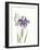 Japanese Iris III Purple Crop-Chris Paschke-Framed Art Print