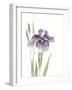 Japanese Iris III Purple Crop-Chris Paschke-Framed Art Print