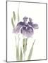 Japanese Iris III Purple Crop-Chris Paschke-Mounted Art Print