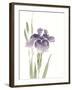 Japanese Iris III Purple Crop-Chris Paschke-Framed Art Print