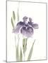 Japanese Iris III Purple Crop-Chris Paschke-Mounted Art Print