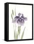 Japanese Iris III Purple Crop-Chris Paschke-Framed Stretched Canvas