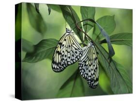 Japanese Kite Butterflies Mating, Florida, USA-Nancy Rotenberg-Stretched Canvas