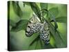 Japanese Kite Butterflies Mating, Florida, USA-Nancy Rotenberg-Stretched Canvas