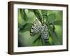 Japanese Kite Butterflies Mating, Florida, USA-Nancy Rotenberg-Framed Photographic Print