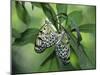 Japanese Kite Butterflies Mating, Florida, USA-Nancy Rotenberg-Mounted Photographic Print