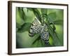 Japanese Kite Butterflies Mating, Florida, USA-Nancy Rotenberg-Framed Photographic Print