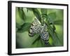 Japanese Kite Butterflies Mating, Florida, USA-Nancy Rotenberg-Framed Photographic Print