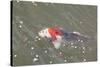 Japanese Koi-DR_Flash-Stretched Canvas
