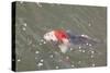 Japanese Koi-DR_Flash-Stretched Canvas