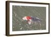 Japanese Koi-DR_Flash-Framed Photographic Print