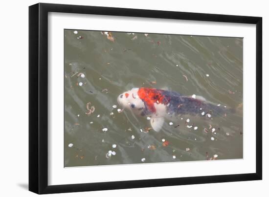 Japanese Koi-DR_Flash-Framed Photographic Print