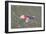 Japanese Koi-DR_Flash-Framed Photographic Print