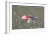 Japanese Koi-DR_Flash-Framed Photographic Print