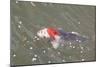 Japanese Koi-DR_Flash-Mounted Photographic Print